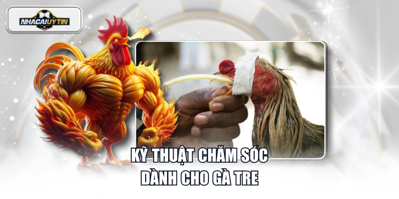 Kỹ thuật chăm sóc dành cho gà tre