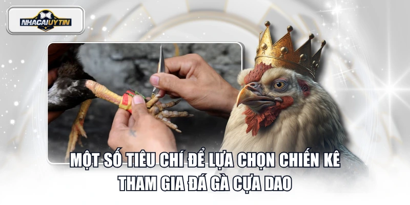 Một số tiêu chí để lựa chọn chiến kê tham gia đá gà cựa dao